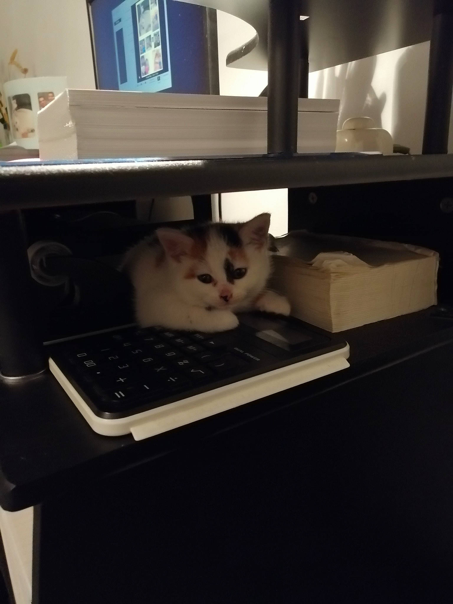 Roxy a rejoint le concours — aidez-le/la à gagner de superbes lots ! carnivore, cat, computer_desk, desk, felidae, furniture, kitten, shelf, small_to_medium_sized_cats, table, whiskers