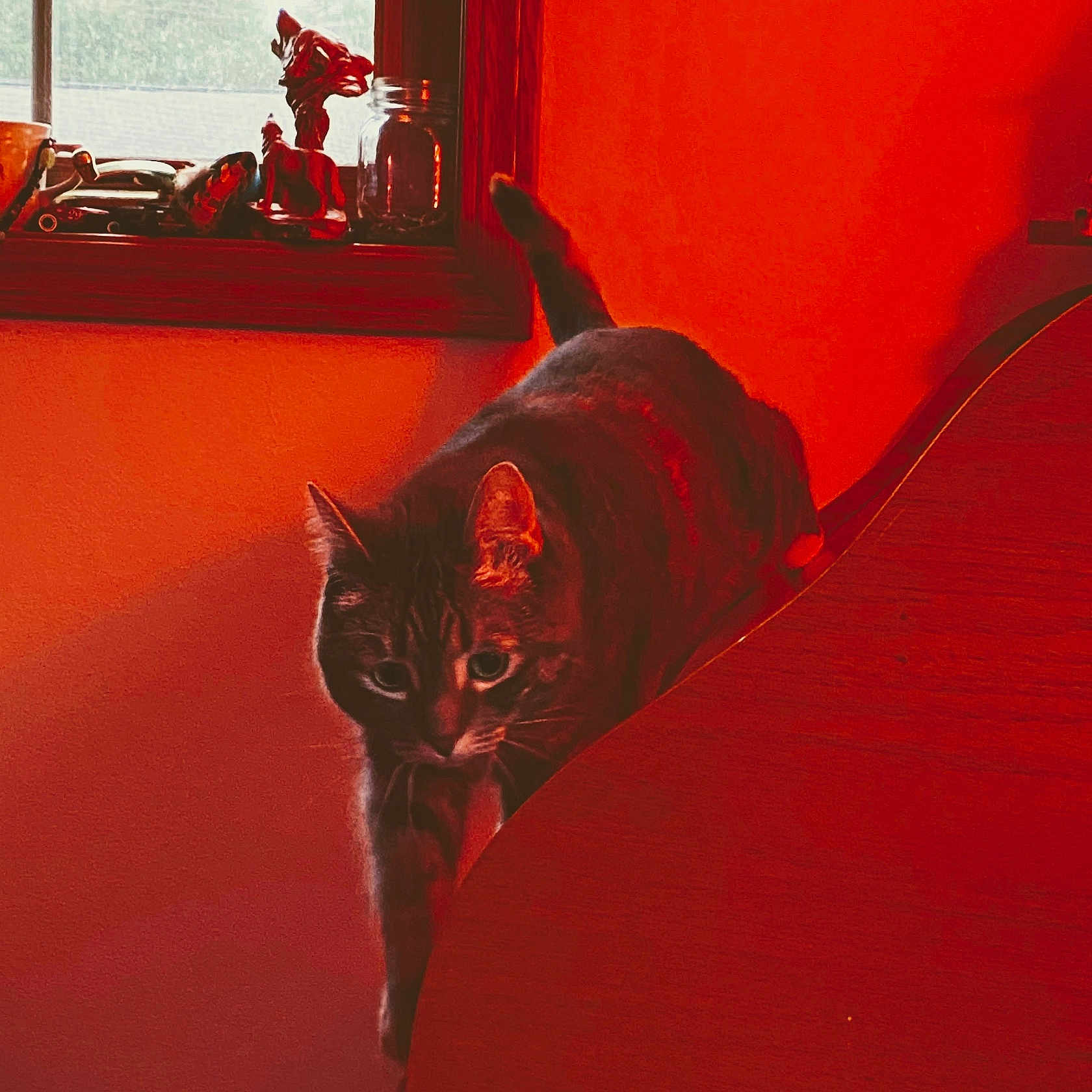 Ramy joined the competition — help win amazing prizes! animal, cat, cautious, cozy, curtain, decor, feline, figurines, home, indoor, jar, orange_wall, pet, piano, prowling, shadow, tabby_cat, warm_lighting, window, wooden_furniture