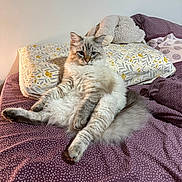 Wilo participe au concours pour gagner de l'argent avec cette photo : animal, bed, casual, cat, comfort, cozy, cute, domestic, feline, fluffy, fur, indoor, pet, pillow, polka_dots, purple, relaxed, resting, sitting, stuffed_animal