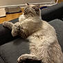 Wilo a rejoint le concours — aidez-le/la à gagner de superbes lots ! carpet, cat, couch, cozy, crossed_paws, feline, fluffy, fur, home, indoor, mammal, paws, pet, power_outlet, relaxed, resting, scratcher, sleeping, sofa, wood_floor