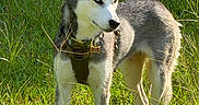 Stevi is registered to the contest to win money with this photo: dog, siberian_husky, husky, canine, animal, pet, outdoors, grass, field, nature, sunlight, standing, portrait, black_and_white, blue_eyes, pointed_ears, harness, collar, tag, summer