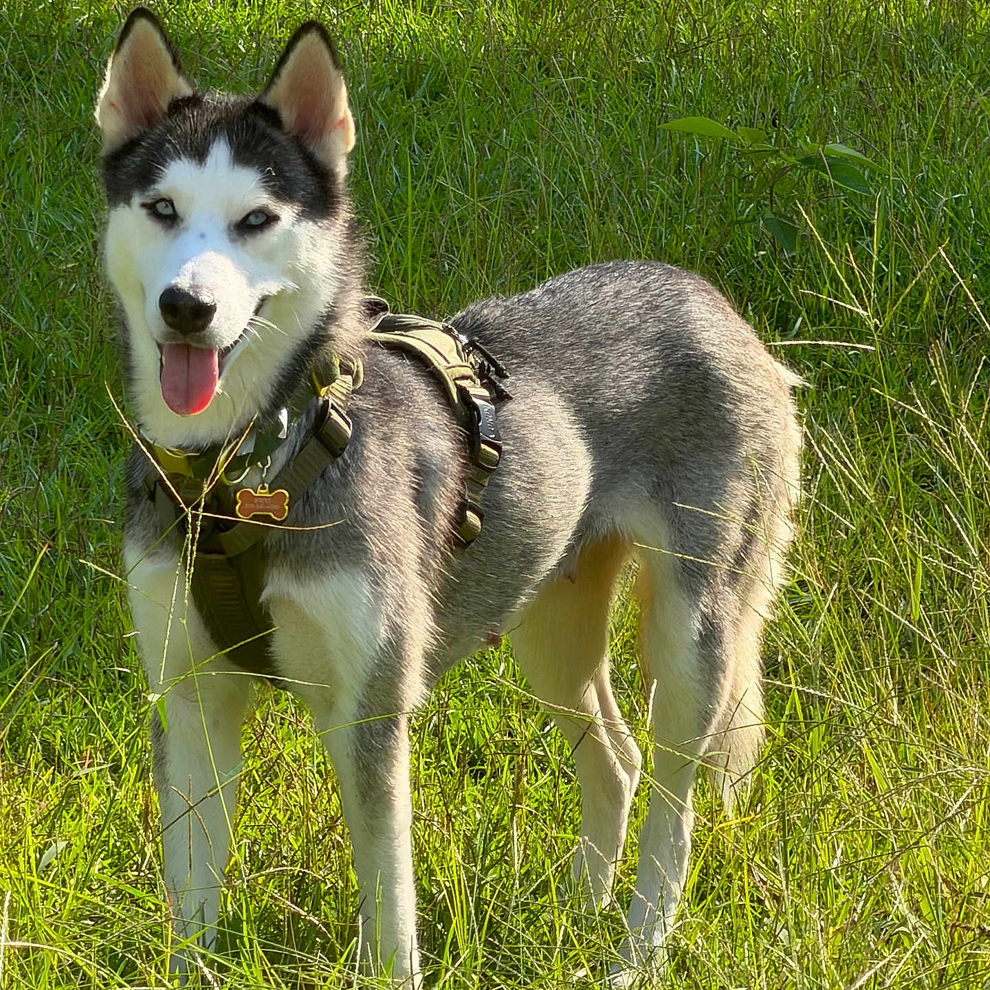 Stevi is registered to the contest to win money with this photo: dog, siberian_husky, canine, outdoor, grass, field, nature, sunlight, standing, harness, collar, dog_tag, tongue_out, pointed_ears, black_and_white, fur, portrait, pet, summer, playful