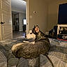 dog, husky, siberian_husky, pet, animal, canine, lying_down, curled_up, bed, bedroom, blanket, plaid, indoors, home, collar, black_and_white, fluffy, resting, portrait, television