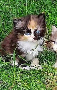 Reyna participe au concours pour gagner de l'argent avec cette photo : carnivore, cat, chervil, companion_dog, domestic_short_haired_cat, fawn, felidae, fur, grass, groundcover, herb, paw, photo_caption, plant, small_to_medium_sized_cats, snout, tail, terrestrial_animal, whiskers, wildlife