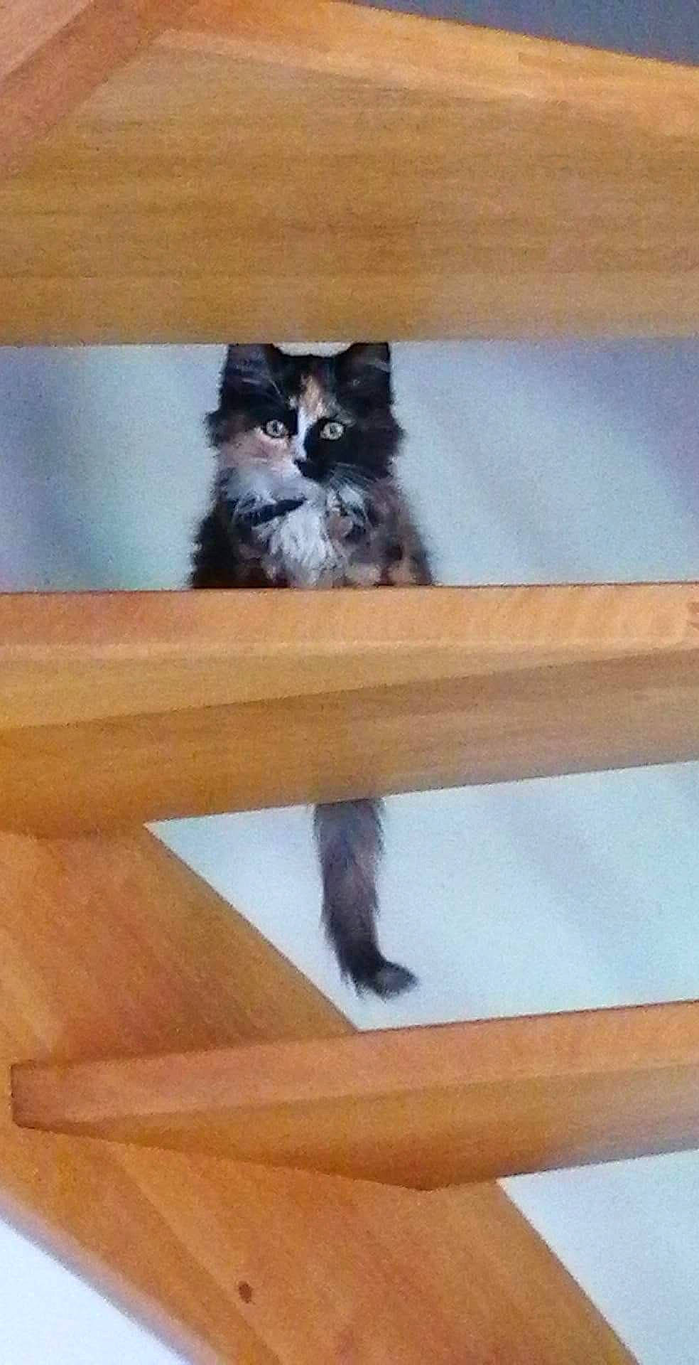 Reyna a rejoint le concours — aidez-le/la à gagner de superbes lots ! carnivore, cat, chair, fawn, felidae, flooring, fur, hardwood, rectangle, shelf, small_to_medium_sized_cats, stairs, table, tail, terrestrial_animal, whiskers, window, wood, wood_flooring, wood_stain