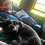 cat, gray_cat, white_paws, lying_down, relaxed, plush_toys, stuffed_animals, bird_plush, hippo_plush, blue_couch, pillows, windows, natural_light, green_blanket, indoor, living_room, cozy, soft_light, furniture, pet