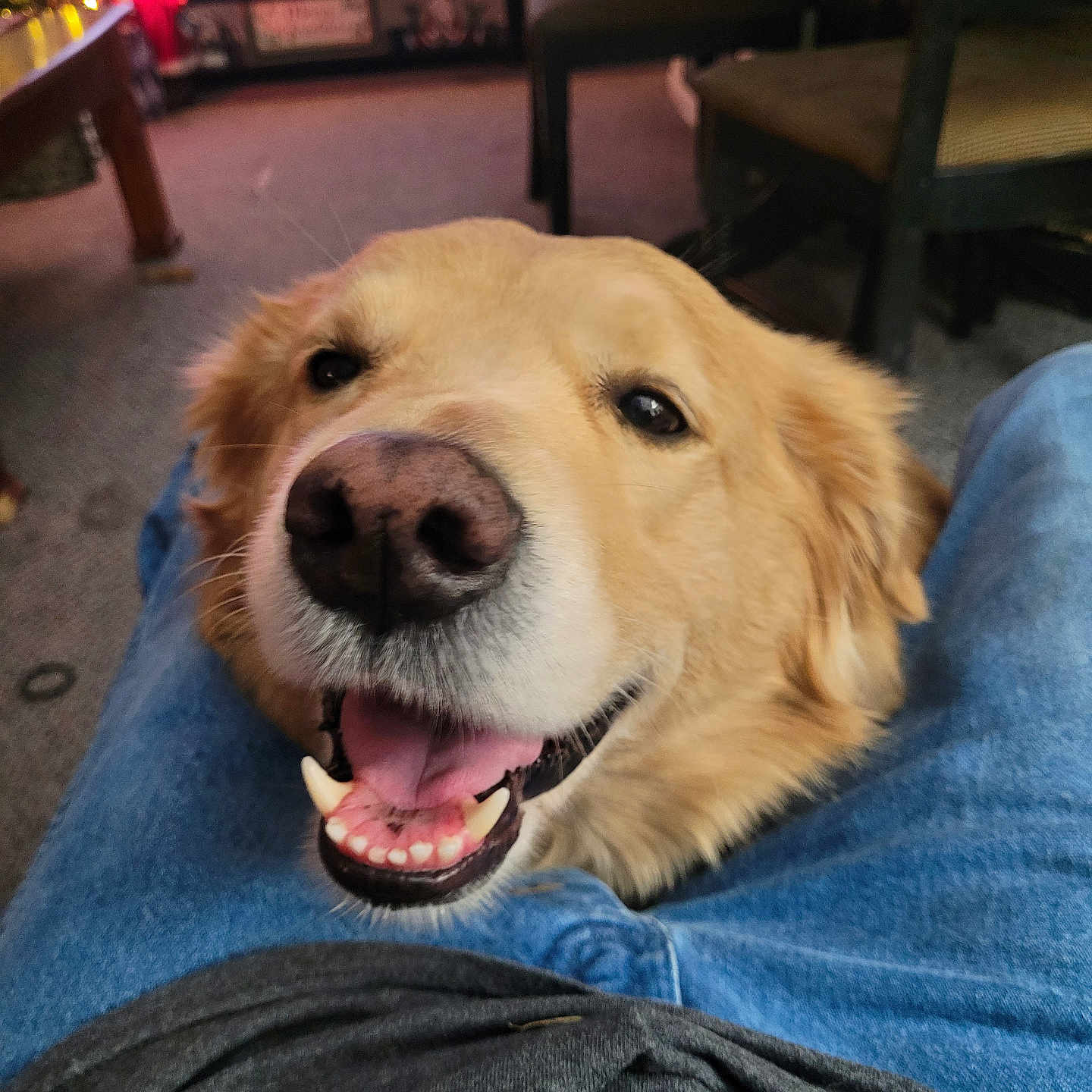 Max joined the competition — help win amazing prizes! carpet, chair, clothing, dog, furniture, golden_retriever, happy, holiday_lights, indoor, jeans, lap, living_room, mouth, nose, person, pet, smiling, table, television, tongue