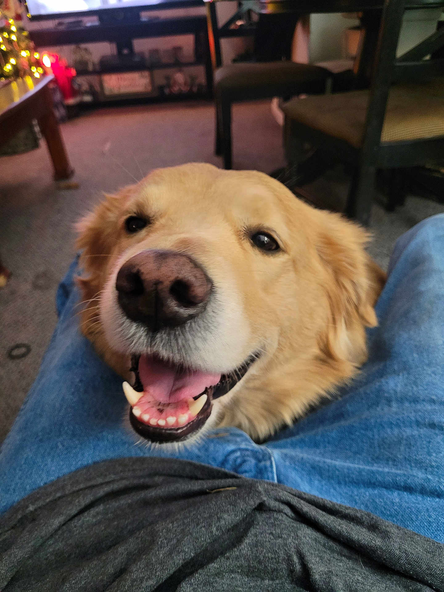 Max joined the competition — help win amazing prizes! dog, golden_retriever, smiling, happy, indoor, carpet, person, lap, clothing, jeans, table, chair, furniture, living_room, television, holiday_lights, nose, mouth, tongue, pet