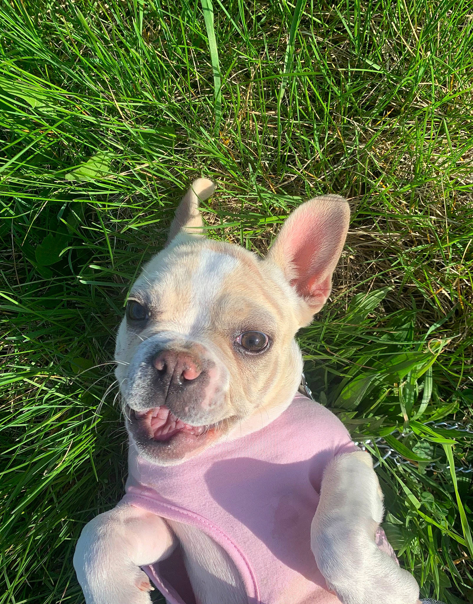 Candy joined the competition — help win amazing prizes! bulldog, canidae, carnivore, companion_dog, dog, dog_breed, ear, fawn, grass, molosser, non_sporting_group, plant, snout, sporting_group, terrestrial_animal, toy_dog, whiskers, working_animal, wrinkle