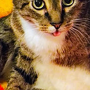 Batman joined the competition — help win amazing prizes! cat, tabby, close_up, pet, animal, tongue_out, fur, whiskers, cute, indoors, colorful_blanket, yellow, red, relaxed, paw, feline, domestic_cat, soft_texture, friendly, alert