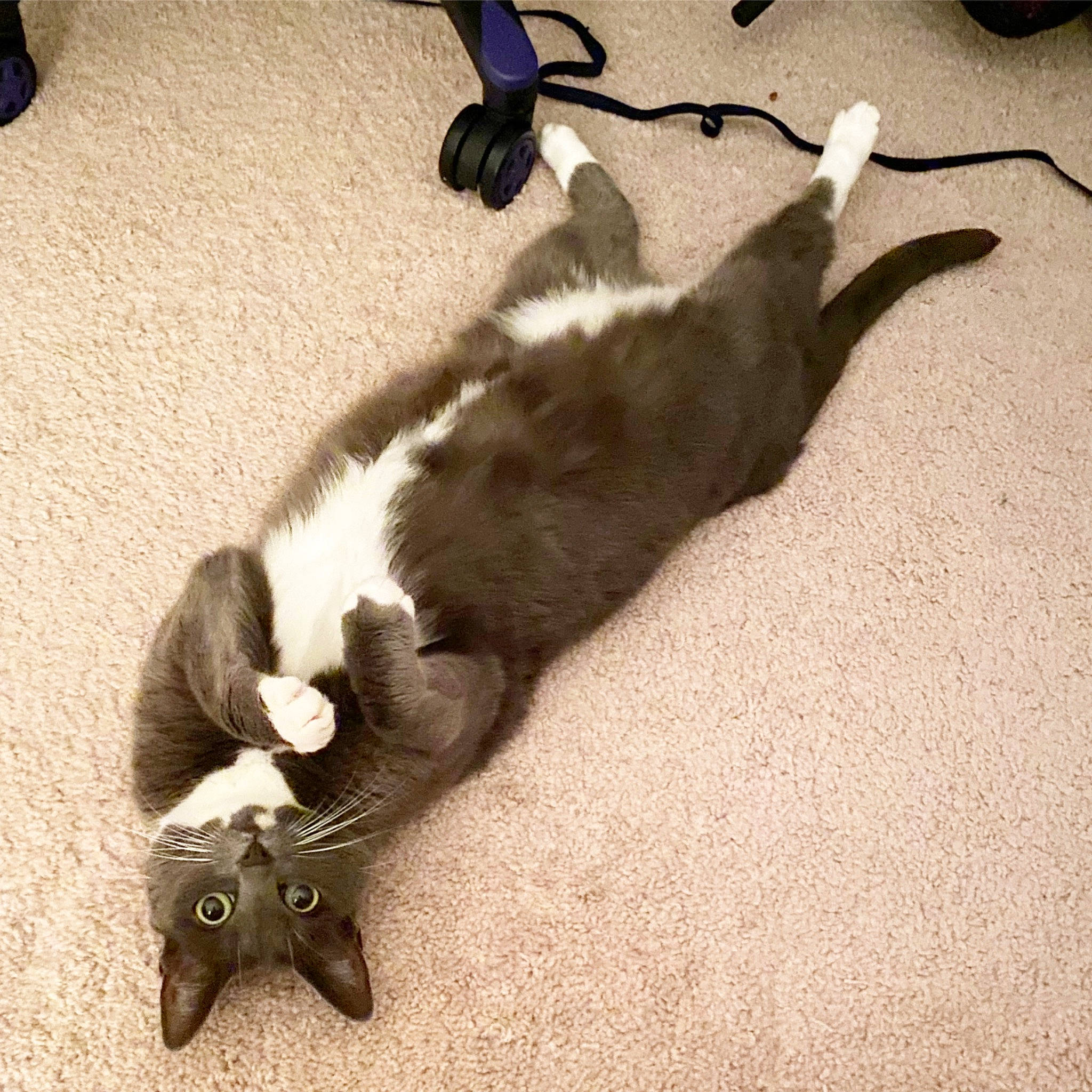 Lyra joined the competition — help win amazing prizes! carnivore, cat, comfort, dog_breed, domestic_short_haired_cat, fashion_accessory, felidae, flooring, foot, fur, game_controller, grey, hardwood, paw, plant, shadow, small_to_medium_sized_cats, tail, whiskers, wood