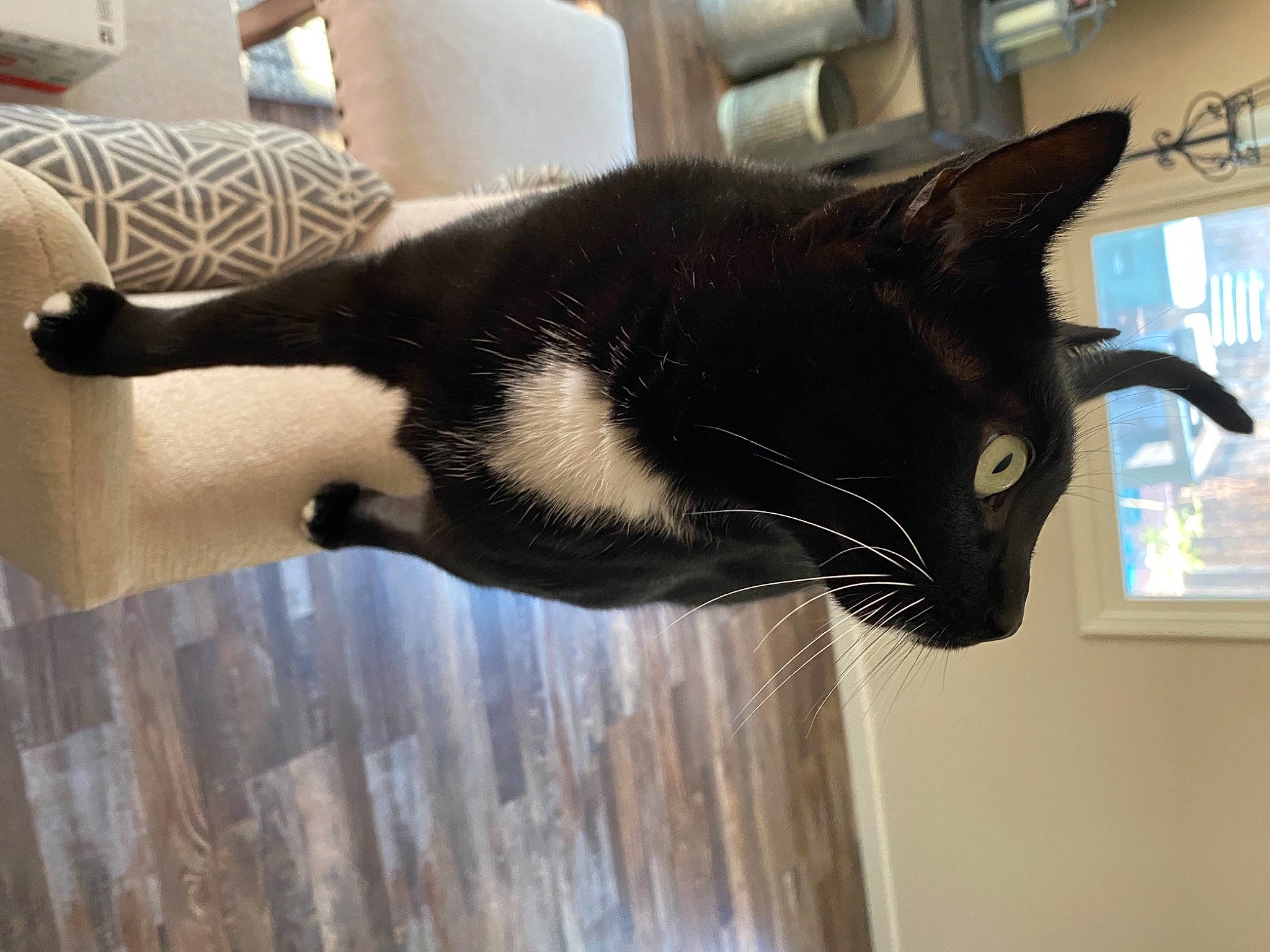 Celeste joined the competition — help win amazing prizes! black_cat, carnivore, cat, domestic_short_haired_cat, felidae, flooring, fur, hardwood, small_to_medium_sized_cats, snout, tail, terrestrial_animal, whiskers, window, wood