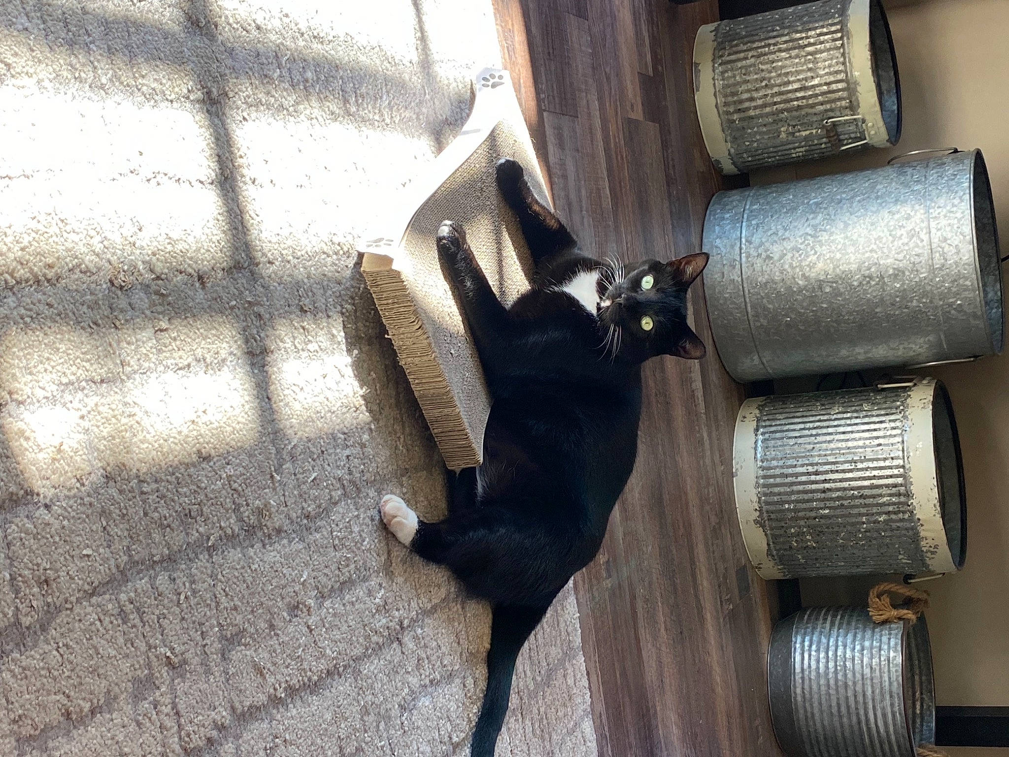 Celeste joined the competition — help win amazing prizes! automotive_tire, black_cat, camera_lens, carnivore, companion_dog, dog, dog_breed, fawn, felidae, flooring, hardwood, mammal, small_to_medium_sized_cats, snout, tail, tints_and_shades, tire, vertebrate, wood, working_animal