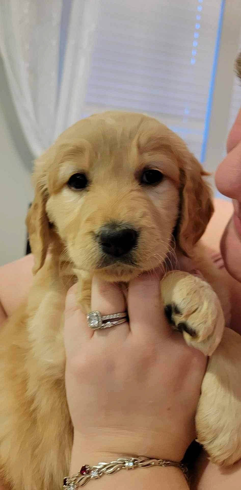 Dolly joined the competition — help win amazing prizes! blond, carnivore, collar, companion_dog, dog, dog_breed, dog_collar, fashion_accessory, fawn, fur, hand, liver, nail, paw, peach, smile, sporting_group, thumb, working_animal, wrist