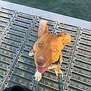 Creed participe au concours pour gagner de l'argent avec cette photo : dog, brown_dog, happy, smiling, open_mouth, tongue, floppy_ears, upright_ear, white_paws, collar, leash, waterfront, dock, metal_grating, outdoors, water, sunlight, portrait, pet, heart_emoji
