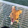 brown_dog, collar, dock, dog, floppy_ears, happy, heart_emoji, leash, metal_grating, open_mouth, outdoors, pet, portrait, smiling, sunlight, tongue, upright_ear, water, waterfront, white_paws