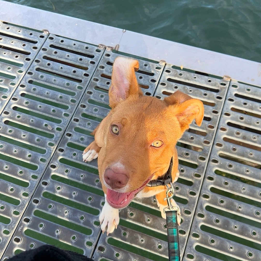 Creed participe au concours pour gagner de l'argent avec cette photo : dog, brown_dog, happy, smiling, open_mouth, tongue, floppy_ears, upright_ear, white_paws, collar, leash, waterfront, dock, metal_grating, outdoors, water, sunlight, portrait, pet, heart_emoji