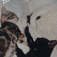 Duchesse participe au concours pour gagner de l'argent avec cette photo : cat, kitten, sleeping, cozy, blanket, white, black_cat, tabby_cat, paw, animal, pet, cute, resting, indoor, fur, closeup, friendship, soft, love, relaxation