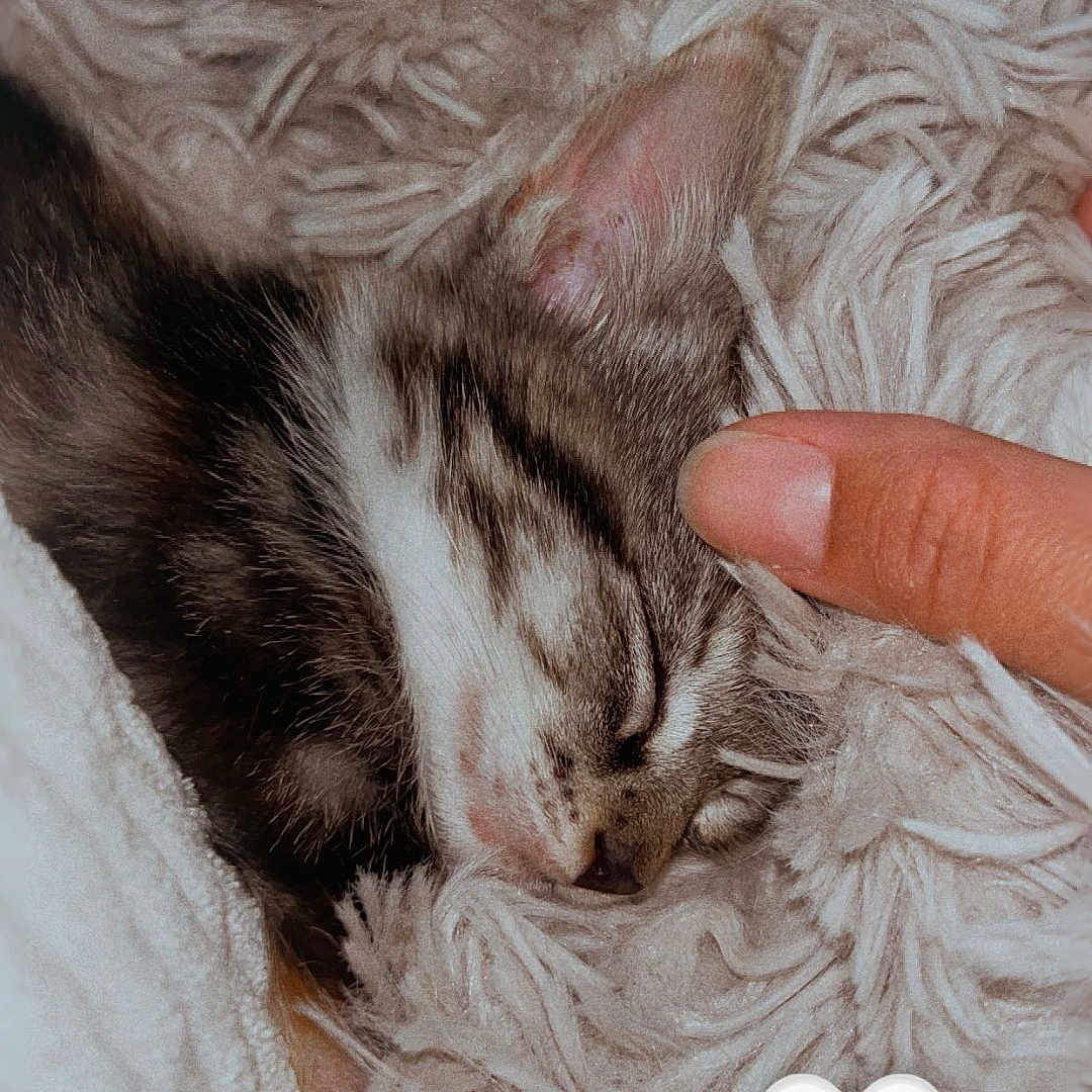 Duchesse participe au concours pour gagner de l'argent avec cette photo : kitten, sleeping, fluffy_blanket, human_finger, cozy, close_up, pet, animal, cute, soft_texture, resting, tabby_cat, indoor, warm, comfort, fur, peaceful, small_animal, adorable, snuggling
