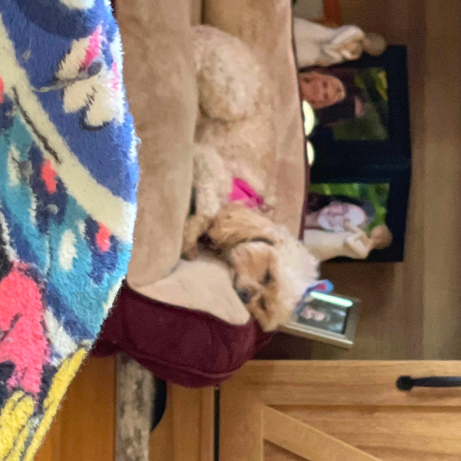 Cora joined the competition — help win amazing prizes! art, child, companion_dog, fawn, felidae, fur, fur_clothing, human_leg, linens, magenta, plush, room, selfie, small_to_medium_sized_cats, stuffed_toy, teddy_bear, toy, visual_arts, wood, wool