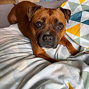 Nunu a rejoint le concours — aidez-le/la à gagner de superbes lots ! dog, brown_dog, pet, canine, indoor, bed, blanket, geometric_pattern, looking_up, cute, animal, fur, ears, nose, eyes, resting, domestic_animal, portrait, companionship, cozy