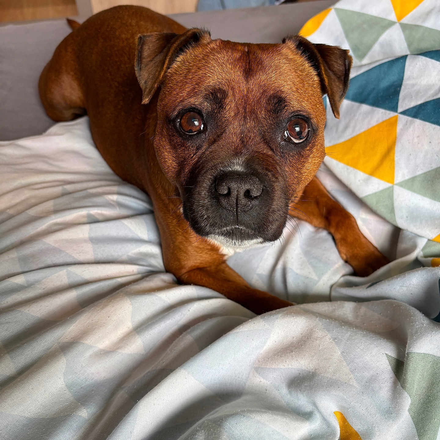 Nunu a rejoint le concours — aidez-le/la à gagner de superbes lots ! animal, bed, blanket, brown_dog, canine, companionship, cozy, cute, dog, domestic_animal, ears, eyes, fur, geometric_pattern, indoor, looking_up, nose, pet, portrait, resting