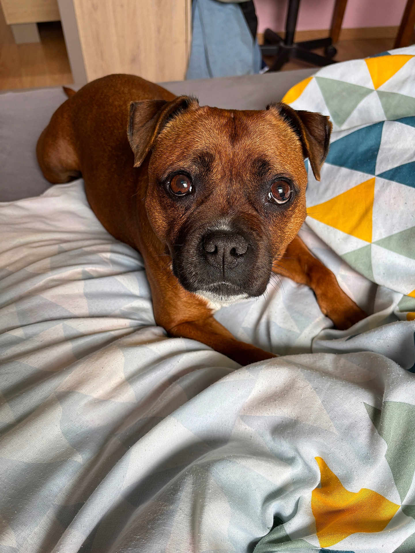 Nunu a rejoint le concours — aidez-le/la à gagner de superbes lots ! dog, brown_dog, pet, canine, indoor, bed, blanket, geometric_pattern, looking_up, cute, animal, fur, ears, nose, eyes, resting, domestic_animal, portrait, companionship, cozy