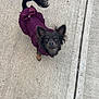 Winnie is registered to the contest to win money with this photo: adorable, animal, canine, concrete, curled_tail, cute, dog, ears, fur, looking_up, outdoor, outdoors, pet, pet_clothing, puppy, purple_dress, sidewalk, small_dog, tail, walking_surface