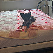 Winnie joined the competition — help win amazing prizes! bed, blanket, blinds, carpet, cozy, decorations, dog, hearts, indoor, lying_down, metal_bed_frame, natural_light, pet, pink, quiet, relaxing, room, small_dog, spider_man, window