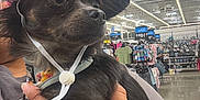 Winnie joined the competition — help win amazing prizes! animal, black_and_tan_fur, bright_lighting, calm, ceiling_lights, clothing_rack, collar, cowboy_hat, dog, hand, indoor, leash, merchandise, person_holding_dog, pet, pink_hat, retail, shopping, small_dog, store