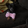 Winnie is registered to the contest to win money with this photo: animal, black_dog, blanket, comfort, couch, cozy, cute, dog, domestic, fur, home, indoor, paws, pet, pink_bone, plush_toy, relaxed, resting, small_dog, toy