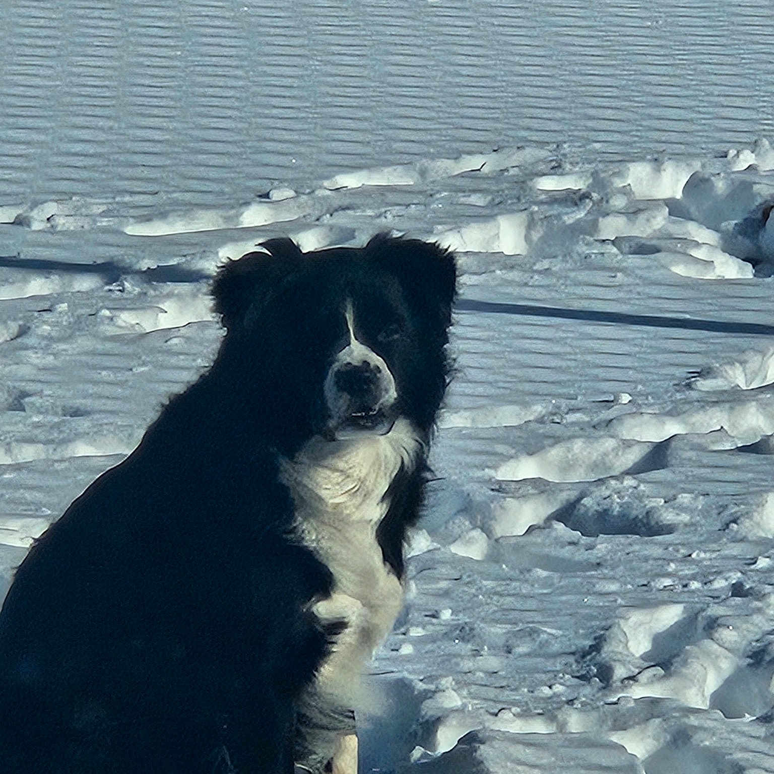 Sparky