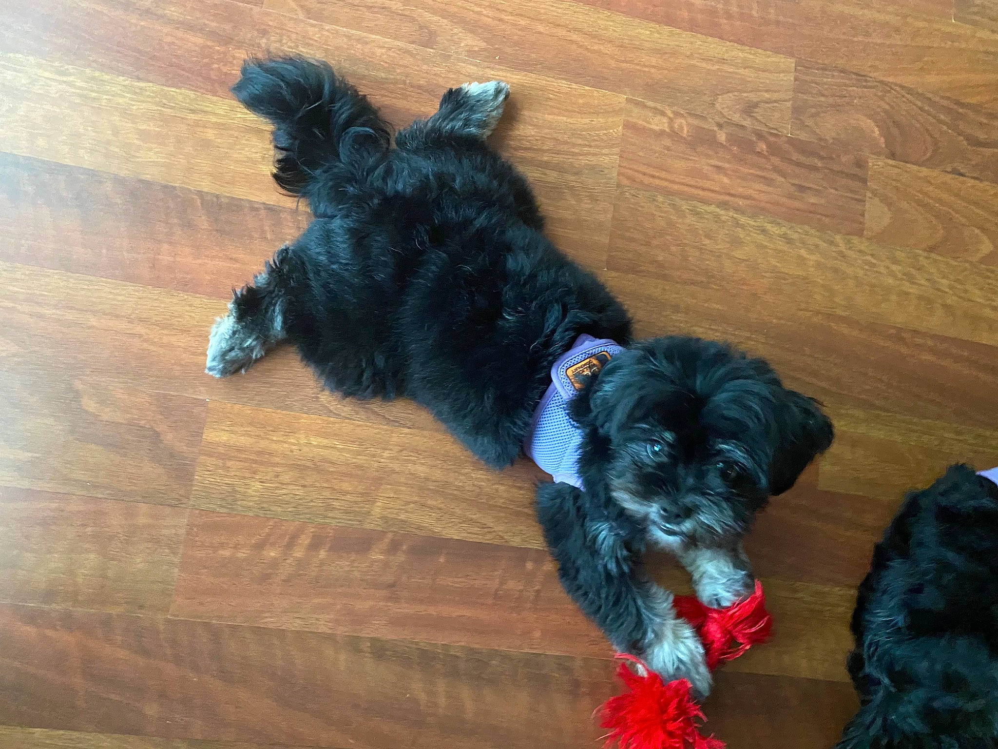 Matcha joined the competition — help win amazing prizes! carnivore, collar, companion_dog, dog, dog_breed, dog_collar, dog_supply, flooring, fur, hardwood, pet_supply, schnauzer, snout, standard_schnauzer, tail, terrier, varnish, water_dog, wood, working_animal