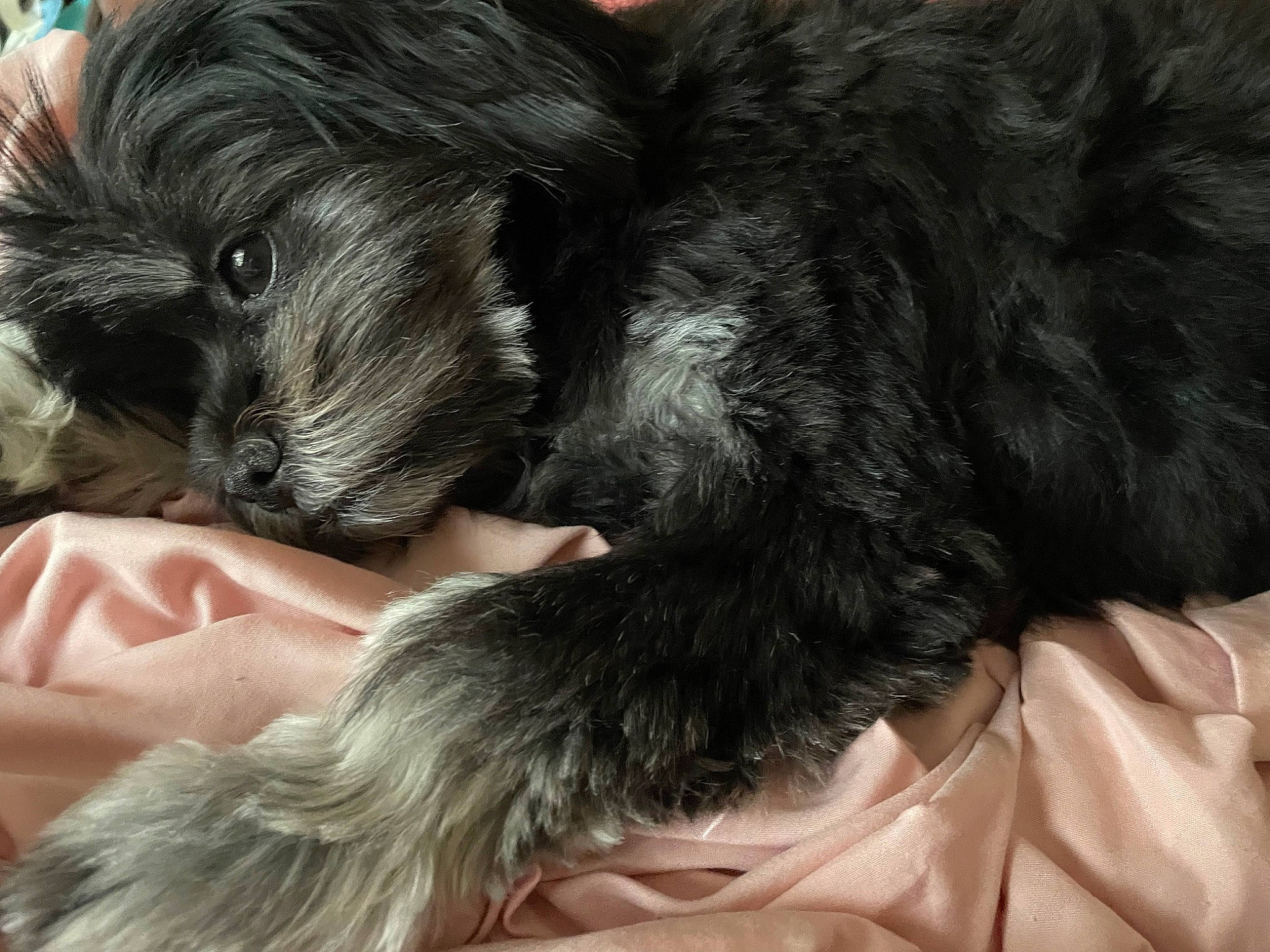 Matcha is registered to the contest to win money with this photo: canidae, carnivore, comfort, companion_dog, dog, dog_breed, fur, liver, nap, non_sporting_group, paw, puppy_love, schnauzer, shih_poo, small_terrier, snout, sporting_group, terrier, toy_dog, working_animal