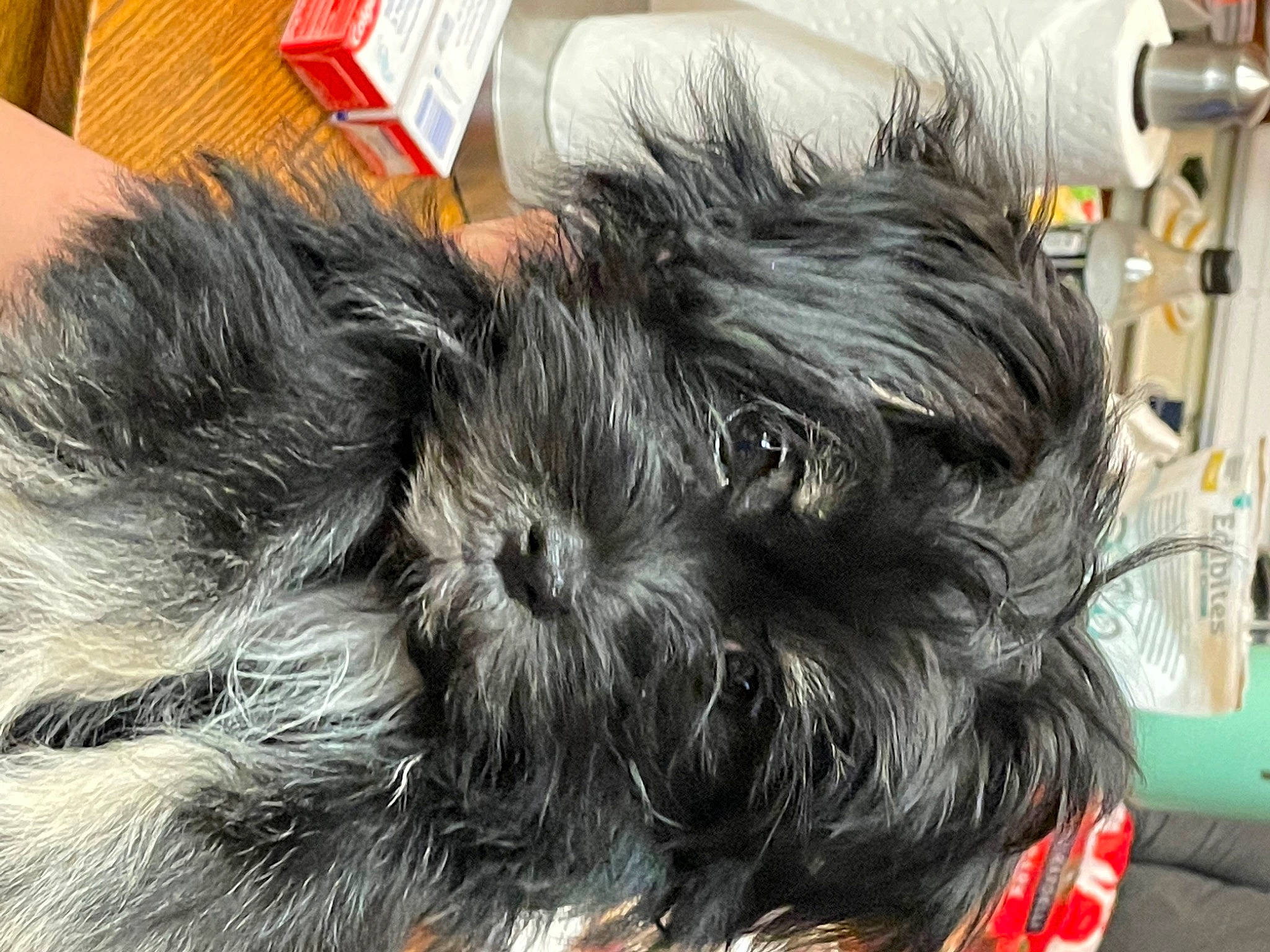 Matcha is registered to the contest to win money with this photo: biewer_terrier, canidae, carnivore, companion_dog, dog, dog_breed, dog_supply, fur, liver, maltepoo, puppy, shih_poo, small_terrier, snout, sporting_group, terrestrial_animal, terrier, toy_dog, working_animal, yorkipoo