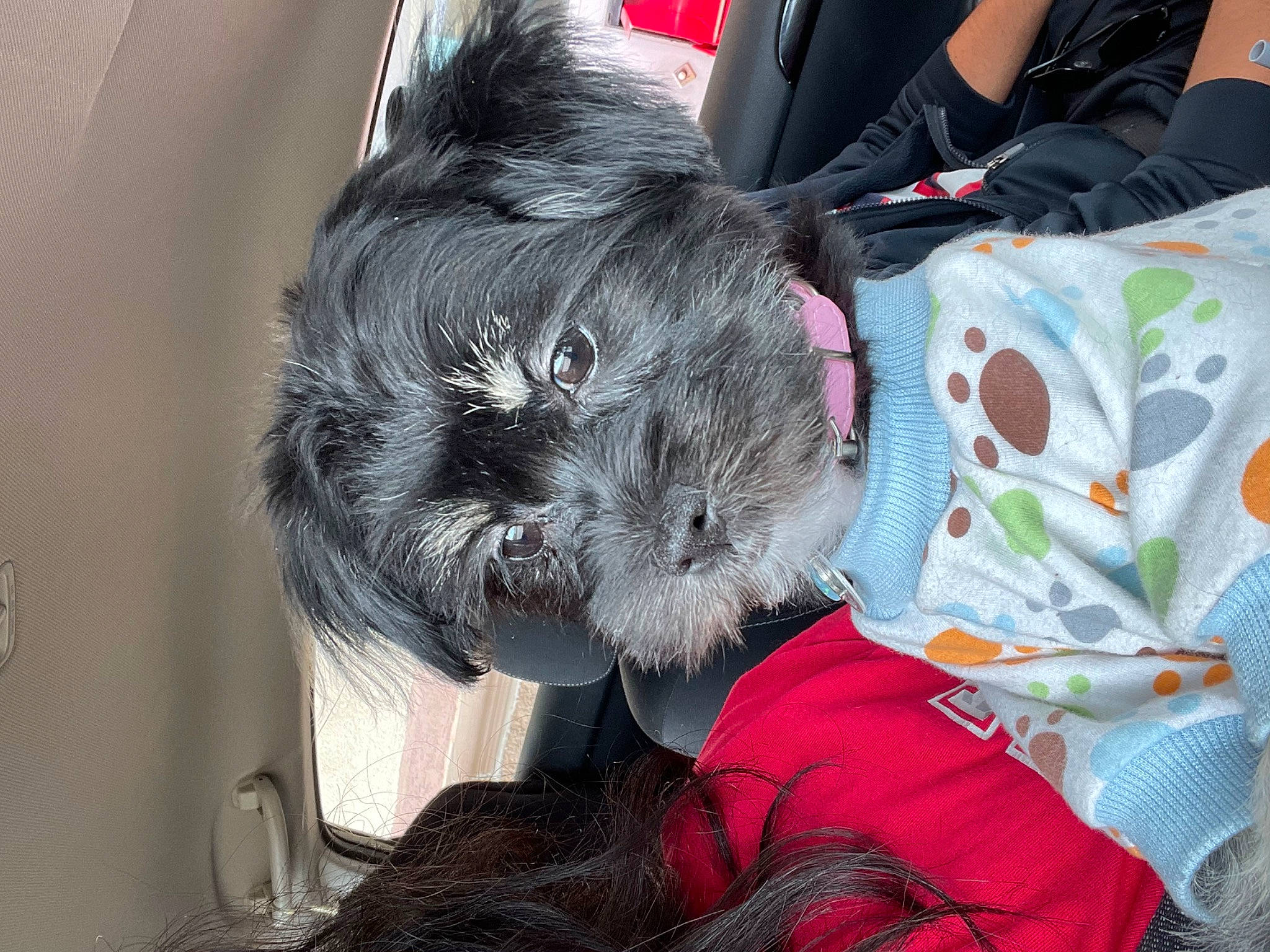 Matcha is registered to the contest to win money with this photo: carnivore, collar, comfort, companion_dog, dog, dog_breed, dog_collar, ear, felidae, fur, non_sporting_group, small_terrier, small_to_medium_sized_cats, terrier, toy, toy_dog, whiskers