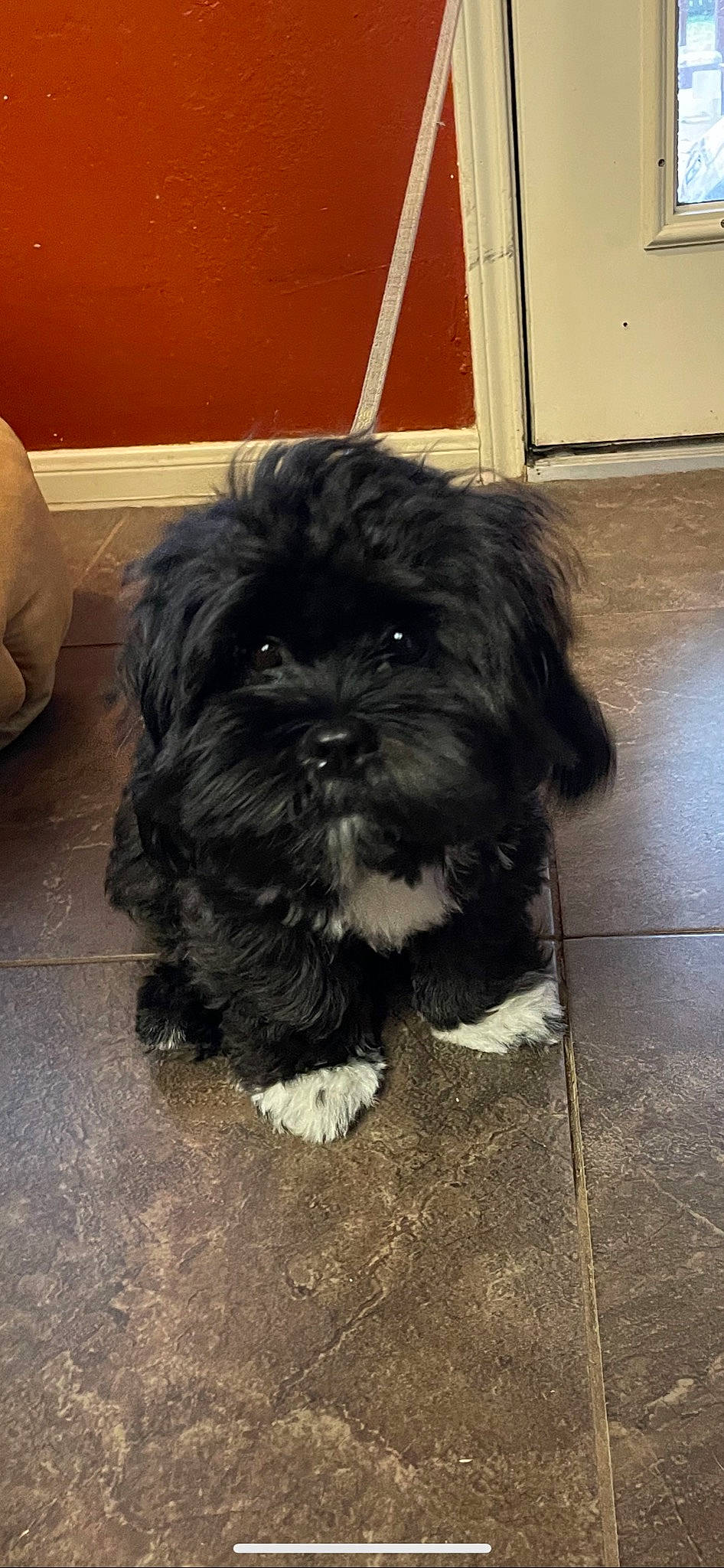 Cherry joined the competition — help win amazing prizes! canidae, carnivore, companion_dog, dog, dog_breed, eye, flooring, fur, liver, mal_shi, pekapoo, poodle_crossbreed, shih_poo, shih_tzu, small_terrier, terrier, toy_dog, water_dog, working_animal, yorkipoo