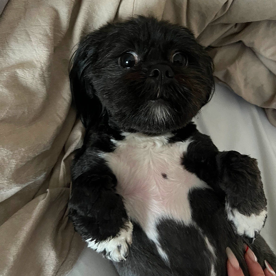 Cherry joined the competition — help win amazing prizes! canidae, carnivore, collar, companion_dog, dog, dog_breed, dog_supply, fawn, fur, liver, maltepoo, pet_supply, puppy, shih_tzu, snout, sporting_group, terrestrial_animal, toy_dog, whiskers, working_animal