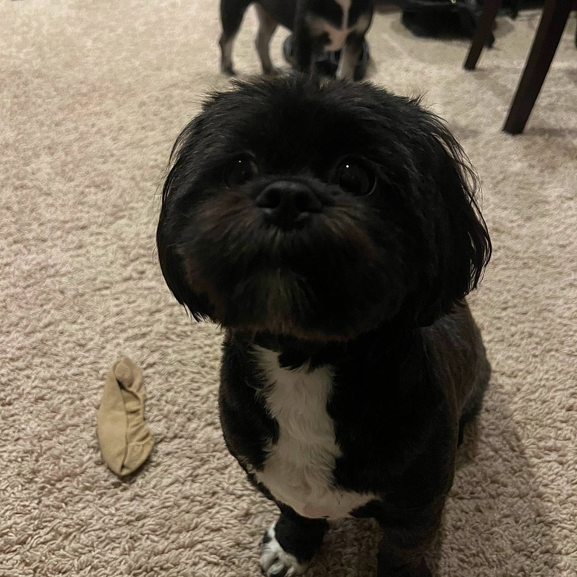 Cherry is registered to the contest to win money with this photo: carnivore, companion_dog, dog, dog_breed, fawn, flooring, fur, liver, mal_shi, mammal, shih_tzu, small_terrier, snout, soil, sporting_group, terrestrial_animal, terrier, toy_dog, vertebrate, working_animal