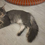 Moumi participe au concours pour gagner de l'argent avec cette photo : abyssinian, accessories, angora, animal, cat, hardwood, kitten, manx, pet, plywood, siamese, slate, strap, wood