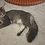 abyssinian, accessories, angora, animal, cat, hardwood, kitten, manx, pet, plywood, siamese, slate, strap, wood