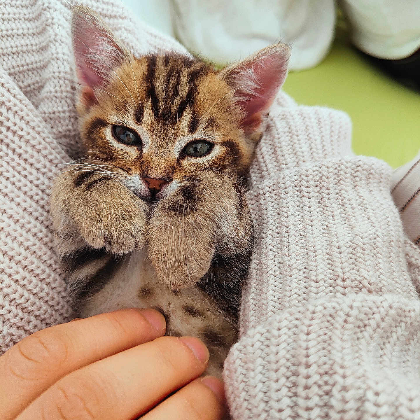 Tresse a rejoint le concours — aidez-le/la à gagner de superbes lots ! abyssinian, animal, blanket, bodypart, cat, clothing, finger, hand, kitten, knitwear, manx, ocelot, person, pet, sweater