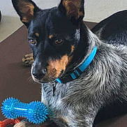 Roddy joined the competition — help win amazing prizes! dog, blue_collar, toy, blue_toy, orange_toy, mat, pet, animal, lying_down, indoor, fur, ears, face, brown_eyes, black_fur, grey_fur, alert, domestic_animal, closeup, resting