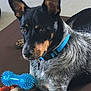 dog, blue_collar, toy, blue_toy, orange_toy, mat, pet, animal, lying_down, indoor, fur, ears, face, brown_eyes, black_fur, grey_fur, alert, domestic_animal, closeup, resting