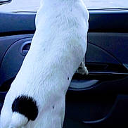 Oliver participe au concours pour gagner de l'argent avec cette photo : dog, black_and_white, car_interior, parking_lot, window, vehicle, pet, canine, side_view, domestic_animal, curious, standing, tail, fur, outdoor_view, urban, daylight, road, transportation, animal