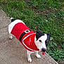 dog, pet, animal, outdoor, grass, concrete, sidewalk, red_clothing, festive, costume, black_and_white, small_dog, canine, nature, plant, paw, fur, ears, collar, holiday