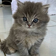 Athena a rejoint le concours — aidez-le/la à gagner de superbes lots ! kitten, cat, fluffy, gray, cute, pet, animal, feline, young, small, sitting, indoor, floor, tile, whiskers, ears, eyes, fur, adorable, portrait