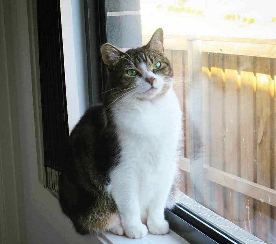 Angel is registered to the contest to win money with this photo: carnivore, cat, cat_supply, domestic_short_haired_cat, door, felidae, fixture, fur, paw, pet_supply, small_to_medium_sized_cats, snout, stairs, tail, terrestrial_animal, whiskers, window