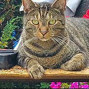 Diego a rejoint le concours — aidez-le/la à gagner de superbes lots ! animal, cat, closeup, ears, eyes, feline, flowers, fur, garden, greenery, nature, outdoor, paws, pet, portrait, relaxed, resting, tabby, whiskers, wood