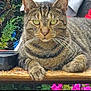 animal, cat, closeup, ears, eyes, feline, flowers, fur, garden, greenery, nature, outdoor, paws, pet, portrait, relaxed, resting, tabby, whiskers, wood